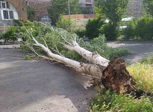 Արշակունյաց պողոտայում ծառը մասամբ պոկվել է և փակել ճանապարհի երթևեկելի հատվածը