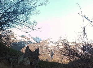 Արջը, գայլն ու լուսանը՝ մեկ արահետում