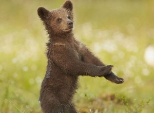 Արջի սպանության դեպքի առթիվ ՇՄ նախարարությունը դիմել է ոստիկանություն