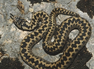 Ստեփանակերտում օձերն ակտիվացել են