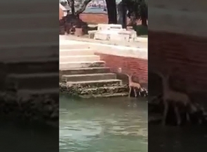 Неожиданный визит приятного гостя на остров Святого Лазаря: видеоматериал Консульства РА в Венеции