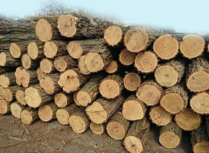 Անտառների պահպանության համար 18 պաշտոնատար անձի մեղադրանքներ են առաջադրվել