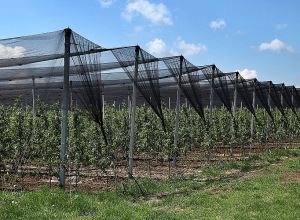 Կառավարությունը հաստատել է ինտենսիվ այգեգործության զարգացման աջակցության ծրագիրը