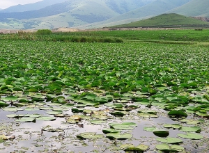 Կարմիրգրքյան ջրաշուշանի ոչնչացումը ենթակա է վարչական տույժի. ՇՄՆ