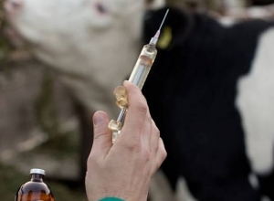 Մեկնարկել են խոշոր եղջերավոր կենդանիների՝ հանգուցավոր մաշկաբորբի դեմ պատվաստումները