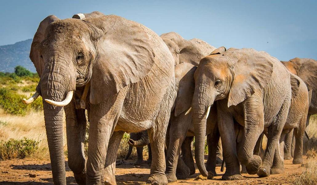 annabel-from-the-royals-©-jane-wynyard_save-the-elephants_web