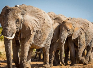 У слонов в Индии также диагностирован COVID-19