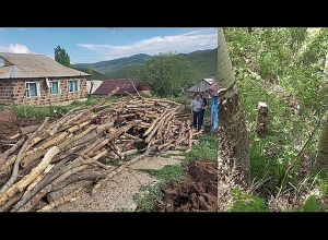 110 սոճի և 94 բարդի էին ապօրինի հատել․ Աշոցքի ոստիկանների բացահայտումը