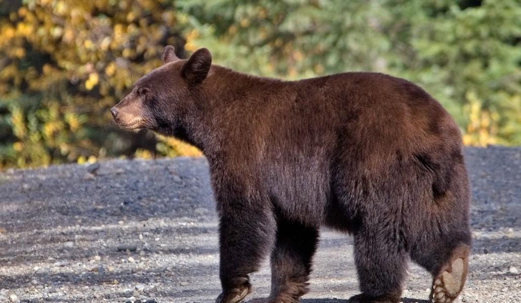 Black_bear_Quesnel_Lake_BC