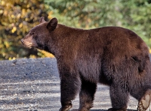 Միջազգային կազմակերպությունն ահազանգում է Հանքավանում պահվող արջի մասին