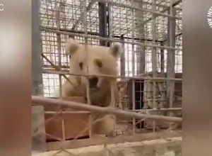 Հանքավանում արջին նախընտրում են պահել սեփական կեղտի մեջ