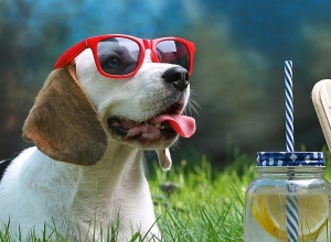 ՍԱՏՄ հորդորը՝ +41 աստիճանի շոգին դիմակայելու համար