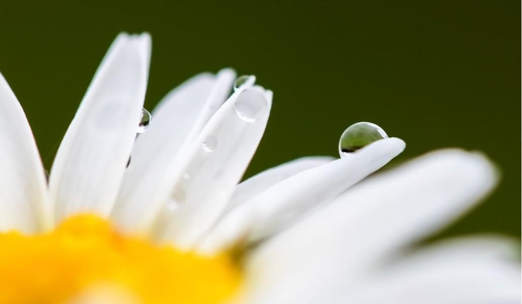 Summer_Rain_(225962337)