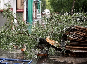 Մոսկվայում տապալվել են ծառեր, վնասվել մեքենաներ