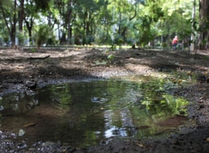 Սարյանի պուրակի ոռոգման համակարգն ապահովող ցայտիչները վնասել և գողացել են