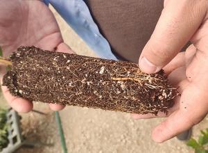 Բարձր կպչողականությամբ տնկիները շուտով կհայտնվեն վայրի բնության մեջ