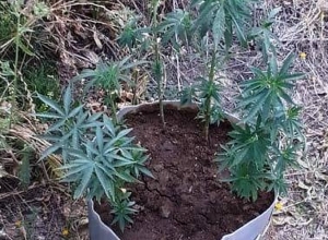 Հայտնաբերվել և վերցվել է կանեփանման բույսի 17 թուփ․ Արցախի ՆԳՆ