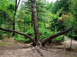 Բնության հատուկ պահպանվող տարածքներում և դենդրոպարկերում կսահմանվի հսկողության խստագույն ռեժիմ