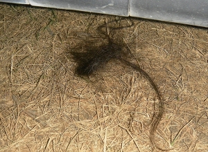 Կինը սրբիչով խեղդամահ է արել տղամարդուն․ նոր հանգամանքներ են պարզվել