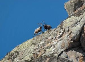 Բեզոարյան այծի որսի դեպք․  ձերբակալվել է «Հայանտառ»-ի մասնաճյուղի տնօրենը