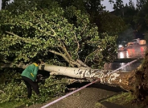 Քամու հետևանքով ծառն ընկել է և միակողմանի փակել է ճանապարհը