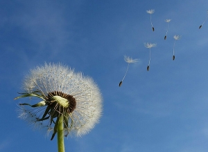 Ջերմաստիճանը կնվազի