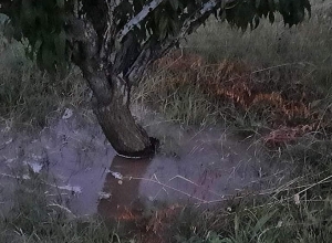 Այսուհետ Բերդավանի այգիները 24 ժամ ջուր կունենան