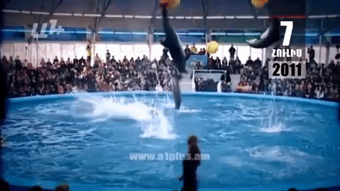 Календарь. 7 июля: Экологи требуют освободить дельфинов