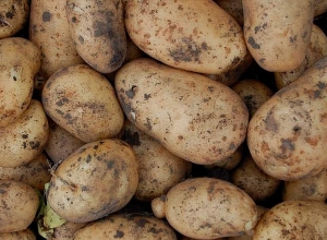 Այս տարի մեծ ծավալով՝ շուրջ 29 հազար տ կարտոֆիլ է արտահանվել․ փոխնախարար