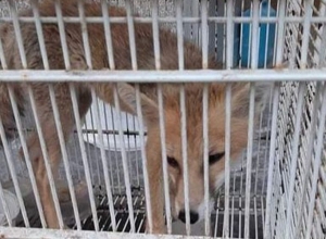 Վանդակում պահվող աղվեսը վերադարձվեց վայրի բնություն