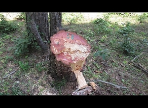 Выявлен случай незаконной вырубки деревьев в Дилижанском национальном парке