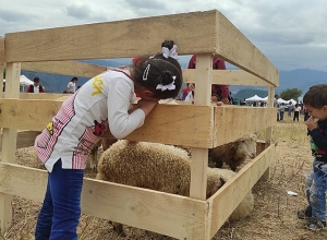 Ոչխարներին խուզում են