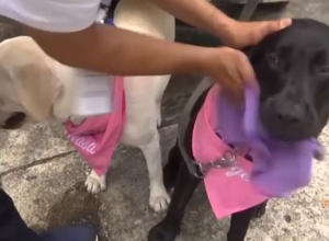 Թաիլանդում Քովիդ 19-ի հայտնաբերման համար կօգտագործվեն շներ