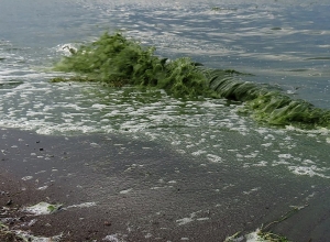 Սևանի ծաղկում. ի՞նչ վտանգներ են սպառնում: Էկոհամակարգի ներկայիս վիճակը: Ջրի մաքրման խնդիրը. ՈՒՂԻՂ