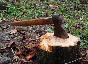 «Հայանտառ»-ի պաշտոնյաները մեղադրվում են կաշառք ստանալու և ծառահատումներ թույլատրելու մեջ