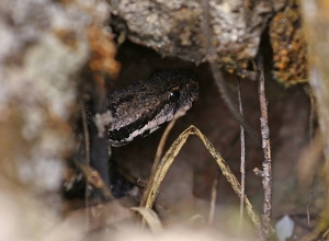 Օձերի համաշխարհային օրն է