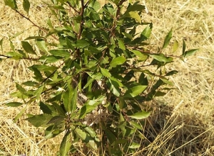 Տիգրանաշենում և Գնիշիկում իրականացված ծառատունկը լավ արդյունքներ է գրանցում (լուսանկարներ)