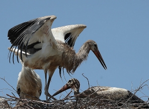 Արագիլների աղտոտման խնդրով ՇՄ նախարարությունը դիմել է մի քանի գերատեսչության