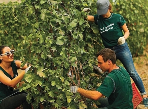 Ագրոօդերևութաբանական դիտարկումներ հուլիսի 19-25-ն ընկած ժամանակահատվածի համար