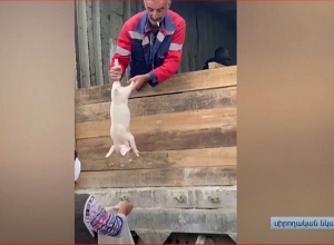 2-ական խոզի գոճիներ՝ Շուշիի շրջանի գյուղերի բնակիչներին