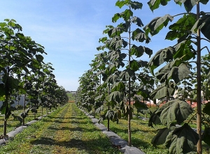 ՇՄ նախարարությունը հորդորում է զերծ մնալ պավլովնիա ծառատեսակի զանգվածային աճեցումից