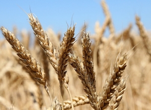 Грузия с сегодняшнего дня запрещает экспорт пшеницы и ячменя