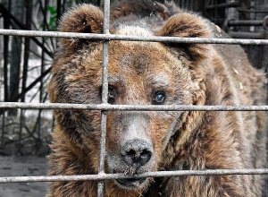 Միջազգային հանրությունը կոչ է անում ՀՀ կառավարությանը փրկել Արմավիրում բանտարկված ամենատխուր արջին