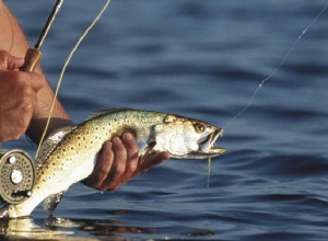 Սեպտեմբերից ավարտվում է Սևանա լճում արդյունագործական ձկնորսության որսաշրջանը