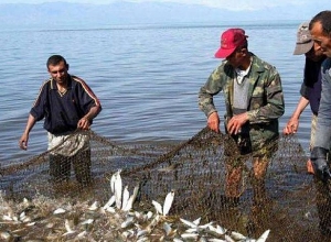 Ավարտվում է Սևանում արդյունագործական փորձարարական ձկնորսության որսաշրջանը