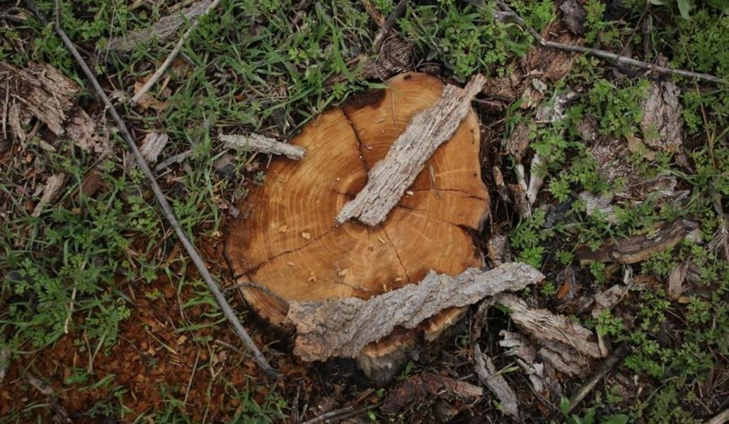 233699469_458328169050543_6972099166802031666_n