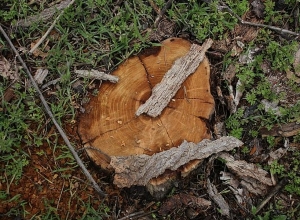 Բենզասղոցով ապօրինի հատել են 2 ծառ