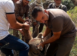 Ահազանգ՝ Ելփին գյուղում կրակել են արջի վրա
