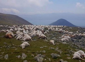 Աբուլ սարի վրա կայծակի հարվածից 530 գլուխ ոչխար է անկել․ տեսանյութ