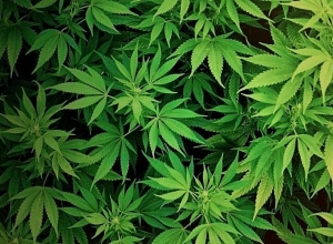 Զինամթերք ու կանեփի բույսեր են հայտնաբերել